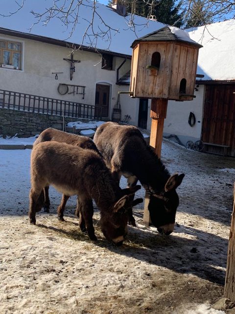 Oslíci u krmelce na dvoře statku