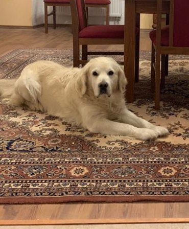 Pes